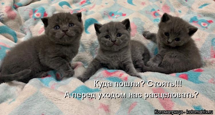 Куда пошли? Стоять!!! А перед уходом нас расцеловать?... Котоматрица: Куда пошли? Стоять!!! А перед уходом нас расцеловать?