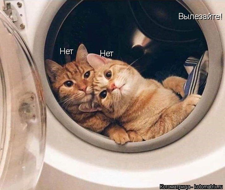 Котоматрица: Вылезайте! Нет Нет