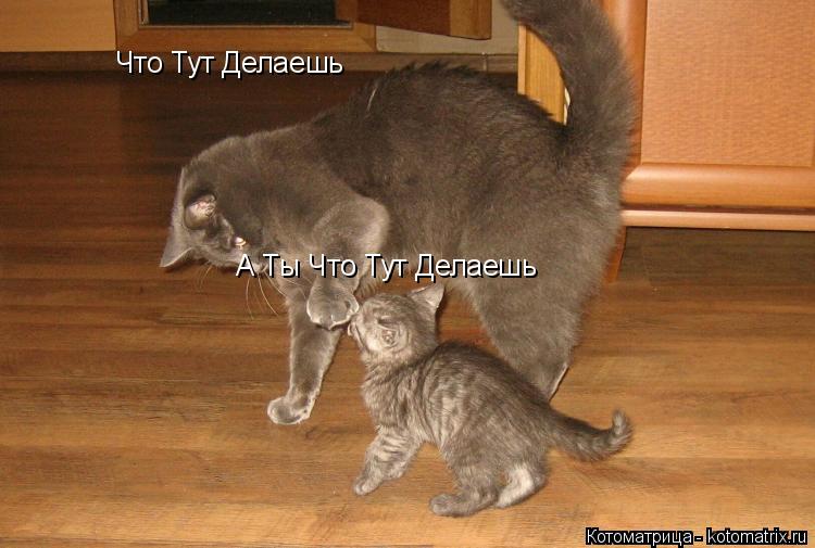 Котоматрица: Что Тут Делаешь А Ты Что Тут Делаешь