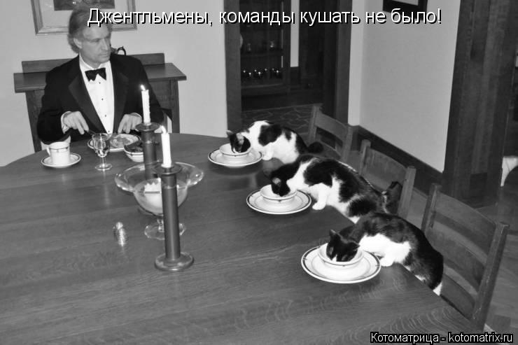 Джентльмены, команды кушать не было!... Котоматрица: Джентльмены, команды кушать не было!