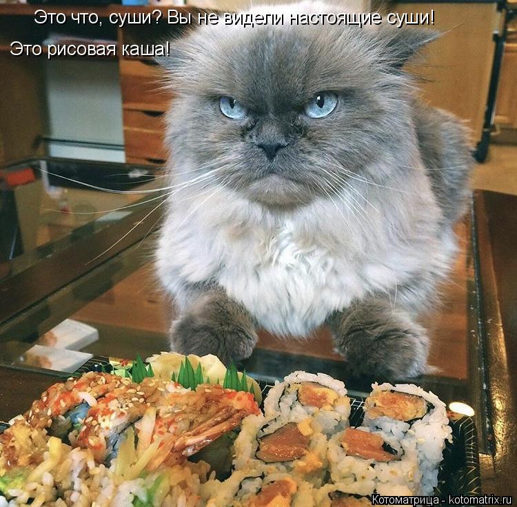 Это что, суши? Вы не видели настоящие суши! Это рисовая каша!... Котоматрица: Это что, суши? Вы не видели настоящие суши! Это рисовая каша!