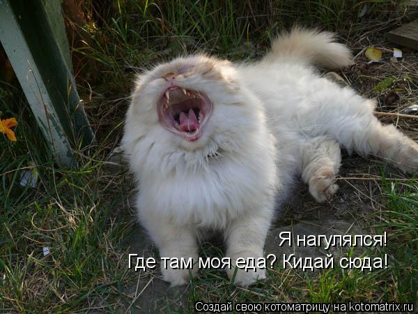 Я нагулялся! Где там моя еда? Кидай сюда!... Котоматрица: Я нагулялся! Где там моя еда? Кидай сюда!
