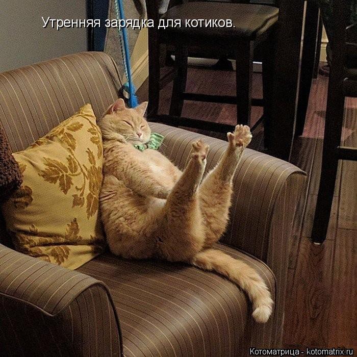 Утренняя зарядка для котиков.... Котоматрица: Утренняя зарядка для котиков.