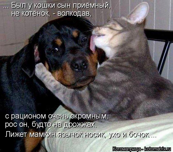 Котоматрица: ... Был у кошки сын приёмный,  не котёнок, - волкодав, с рационом очень скромным,  рос он, будто на дрожжах. Лижет мамкин язычок носик, ухо и бочо?