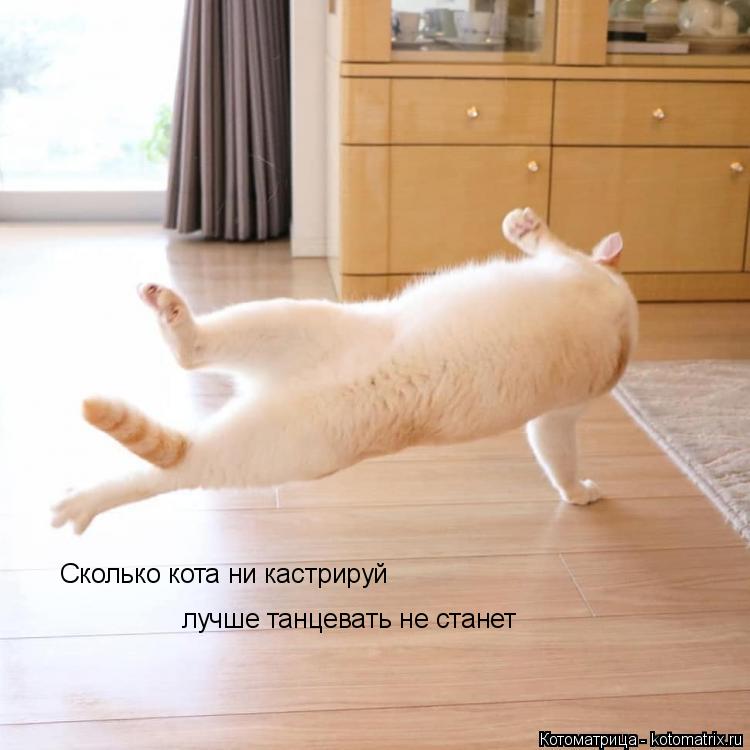 Сколько кота ни кастрируй лучше танцевать не станет... Котоматрица: Сколько кота ни кастрируй лучше танцевать не станет