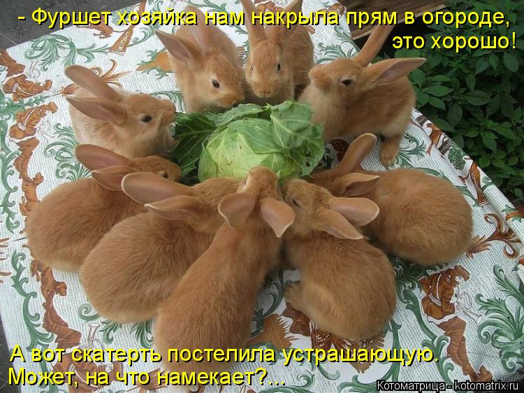 это хорошо! - Фуршет хозяйка нам накрыла прям в огороде, А вот скатерть постелила устрашающую. Может,... Котоматрица: это хорошо! - Фуршет хозяйка нам накрыла прям в огороде, А вот скатерть постелила устрашающую. Может, на что намекает?...