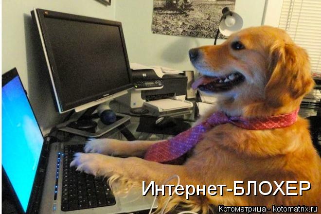 Интернет-БЛОХЕР... Котоматрица: Интернет-БЛОХЕР