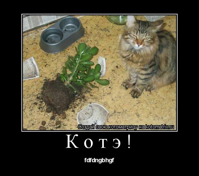 Котэ! fdfdngbhgf... Котоматрица: Котэ! fdfdngbhgf