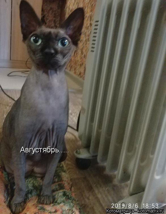 Августябрь........ Котоматрица: Августябрь.....