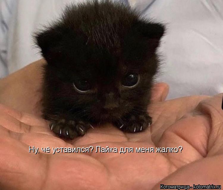 Ну, чё уставился? Лайка для меня жалко?... Котоматрица: Ну, чё уставился? Лайка для меня жалко?