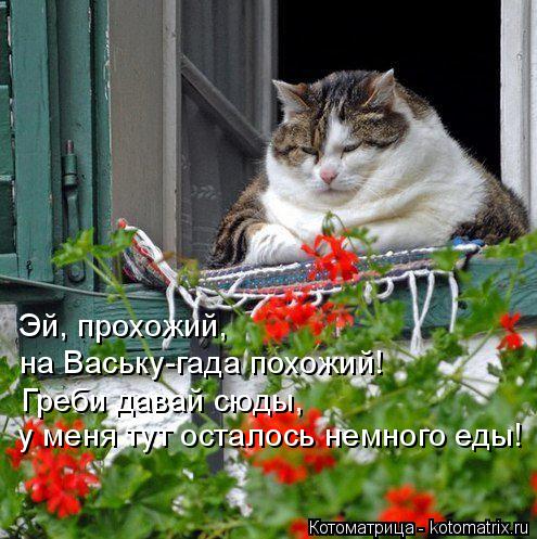 Эй, прохожий, на Ваську-гада похожий! Греби давай сюды, у меня тут осталось немного еды!... Котоматрица: Эй, прохожий, на Ваську-гада похожий! Греби давай сюды, у меня тут осталось немного еды!