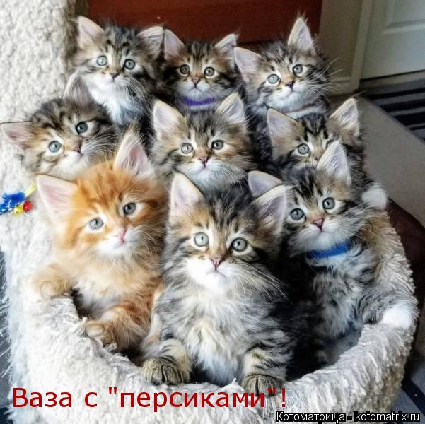 Ваза с "персиками"!... Котоматрица: Ваза с "персиками"!