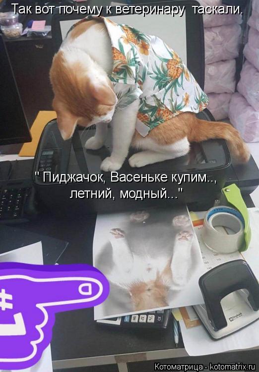 Так вот почему к ветеринару таскали. " Пиджачок, Васеньке купим.., летний, модный..."... Котоматрица: Так вот почему к ветеринару таскали. " Пиджачок, Васеньке купим.., летний, модный..."