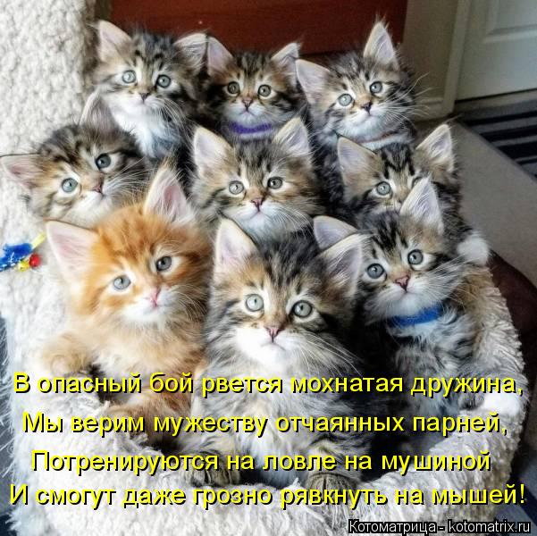 Котоматрица: В опасный бой рвется мохнатая дружина, Мы верим мужеству отчаянных парней, Потренируются на ловле на мушиной И смогут даже грозно рявкнуть 