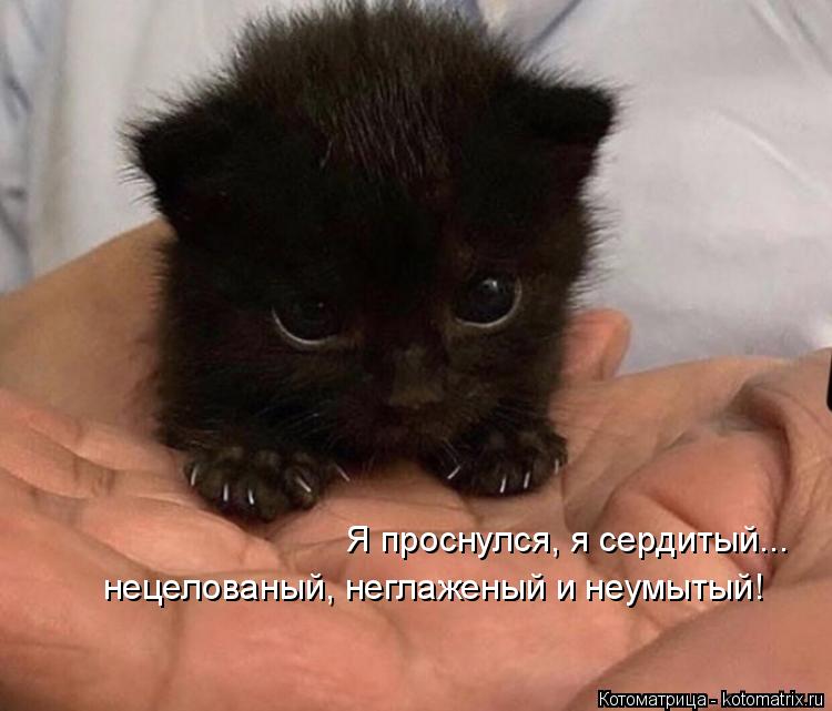 Я проснулся, я сердитый... нецелованый, неглаженый и неумытый!... Котоматрица: Я проснулся, я сердитый... нецелованый, неглаженый и неумытый!