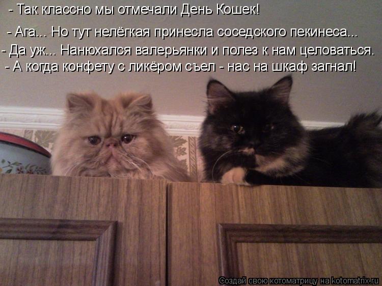 - Так классно мы отмечали День Кошек! - Ага... Но тут нелёгкая принесла соседского пекинеса... - Да у... Котоматрица: - Так классно мы отмечали День Кошек! - Ага... Но тут нелёгкая принесла соседского пекинеса... - Да уж... Нанюхался валерьянки и полез к нам целов