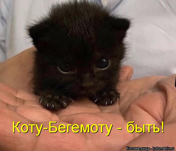 Коту-Бегемоту - быть!... Котоматрица: Коту-Бегемоту - быть!