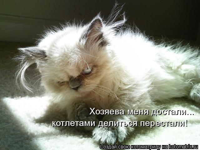 Хозяева меня достали... котлетами делиться перестали!... Котоматрица: Хозяева меня достали... котлетами делиться перестали!