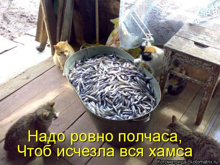 Чтоб исчезла вся хамса Надо ровно полчаса,... Котоматрица: Чтоб исчезла вся хамса Надо ровно полчаса,