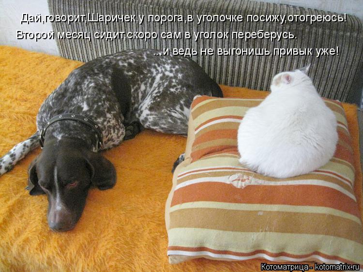 Дай,говорит,Шаричек,у порога,в уголочке посижу,отогреюсь! Второй месяц сидит,скоро сам в уголок переб... Котоматрица: Дай,говорит,Шаричек,у порога,в уголочке посижу,отогреюсь! Второй месяц сидит,скоро сам в уголок переберусь. ...и ведь не выгонишь,привык уже!