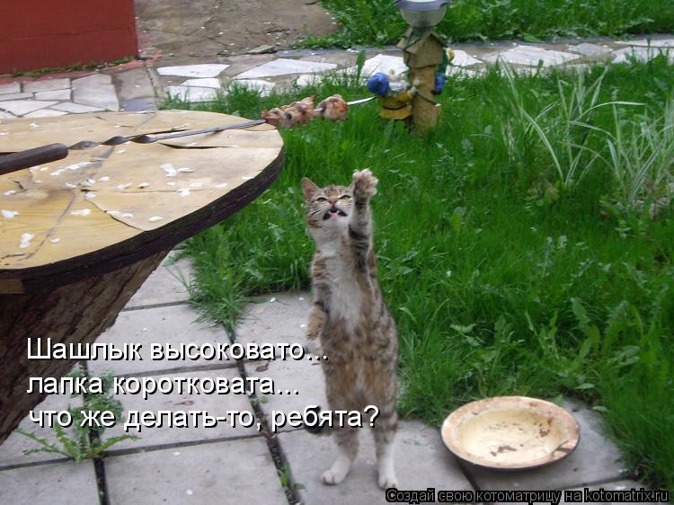 Шашлык высоковато... лапка коротковата... что же делать-то, ребята?... Котоматрица: Шашлык высоковато... лапка коротковата... что же делать-то, ребята?