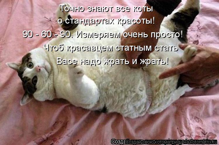 Точно знают все коты о стандартах красоты! 90 - 60 - 90. Измеряем очень просто! Чтоб красавцем статны... Котоматрица: Точно знают все коты о стандартах красоты! 90 - 60 - 90. Измеряем очень просто! Чтоб красавцем статным стать Васе надо жрать и жрать!