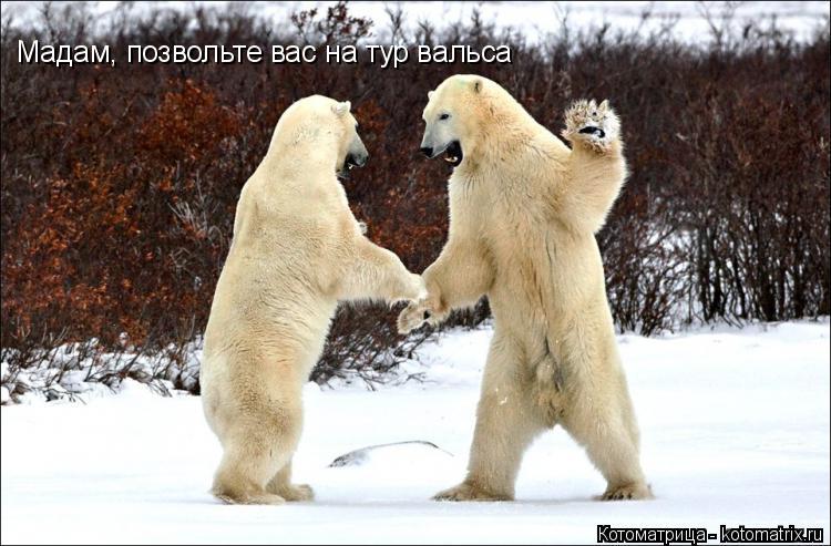 Котоматрица: Мадам, позвольте вас на тур вальса