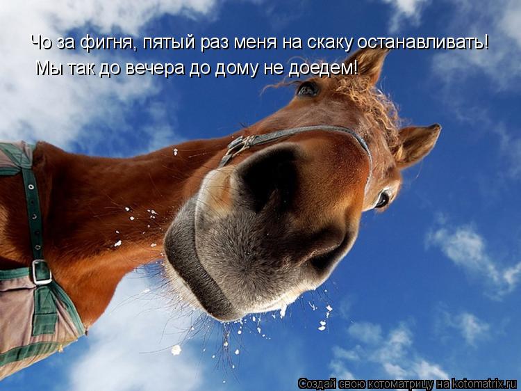 Чо за фигня, пятый раз меня на скаку останавливать! Мы так до вечера до дому не доедем!... Котоматрица: Чо за фигня, пятый раз меня на скаку останавливать! Мы так до вечера до дому не доедем!