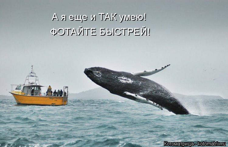 Котоматрица: А я еще и ТАК умею! ФОТАЙТЕ БЫСТРЕЙ!