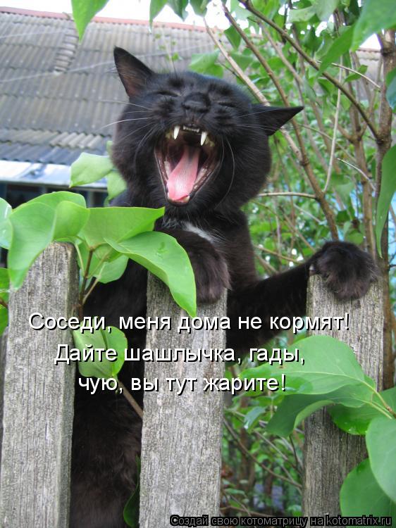 Котоматрица: Соседи, меня дома не кормят! Дайте шашлычка, гады, чую, вы тут жарите!