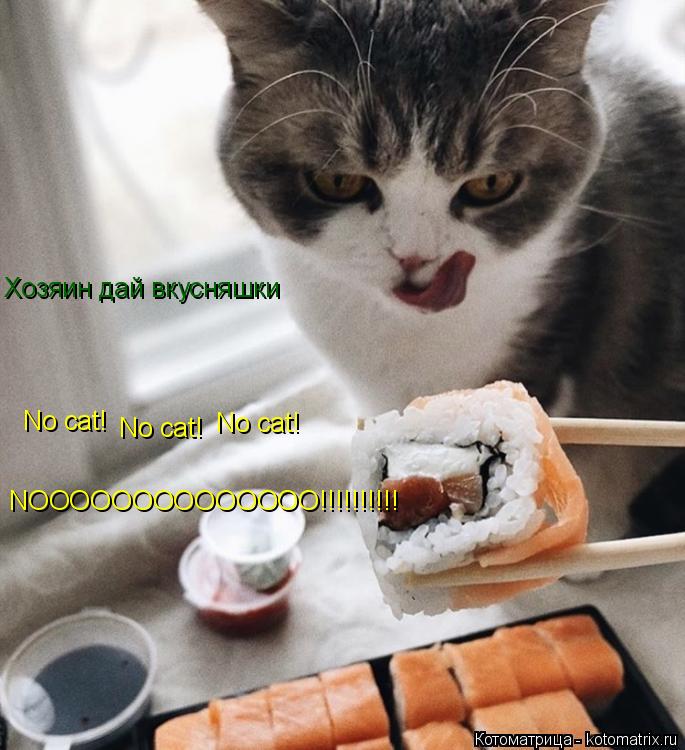 Котоматрица: Хозяин дай вкусняшки No cat! No cat! No cat! NOOOOOOOOOOOOOO!!!!!!!!!!