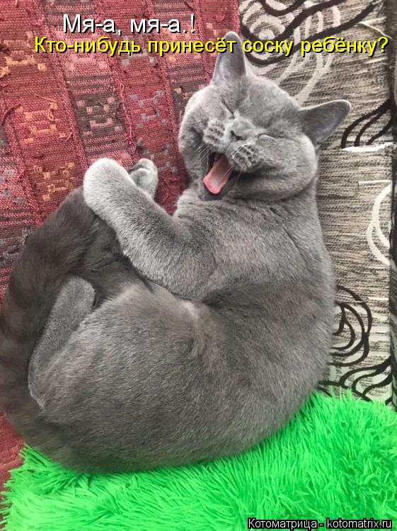 Мя-а, мя-а.! Кто-нибудь принесёт соску ребёнку?... Котоматрица: Мя-а, мя-а.! Кто-нибудь принесёт соску ребёнку?