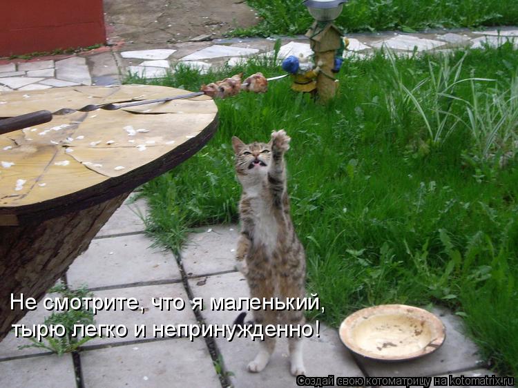Котоматрица: Не смотрите, что я маленький, тырю легко и непринужденно!
