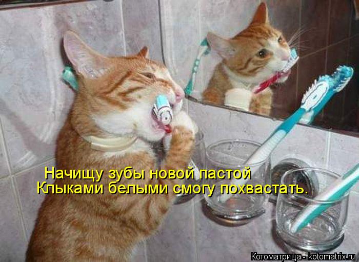 Начищу зубы новой пастой Клыками белыми смогу похвастать.... Котоматрица: Начищу зубы новой пастой Клыками белыми смогу похвастать.