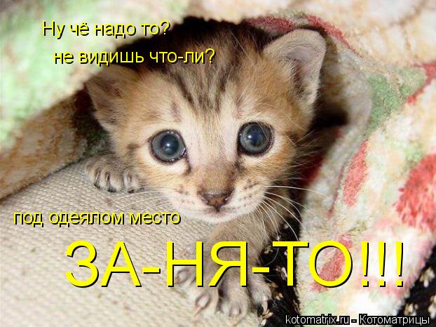 Ну чё надо то? не видишь что-ли? под одеялом место ЗА-НЯ-ТО!!!... Котоматрица: Ну чё надо то? не видишь что-ли? под одеялом место ЗА-НЯ-ТО!!!