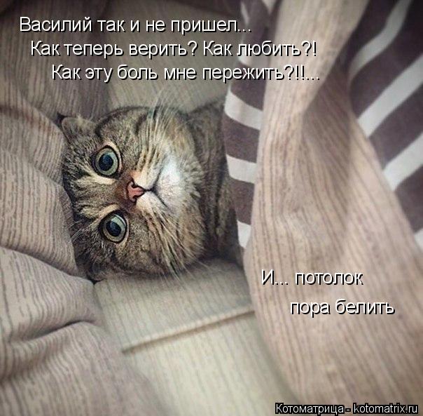 Василий так и не пришел... Как теперь верить? Как любить?! Как эту боль мне пережить?!!... И... потол... Котоматрица: Василий так и не пришел... Как теперь верить? Как любить?! Как эту боль мне пережить?!!... И... потолок пора белить