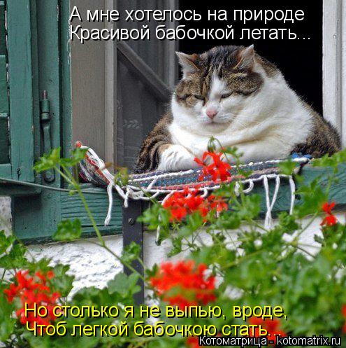 А мне хотелось на природе Красивой бабочкой летать... Но столько я не выпью, вроде, Чтоб легкой бабоч... Котоматрица: А мне хотелось на природе Красивой бабочкой летать... Но столько я не выпью, вроде, Чтоб легкой бабочкою стать...