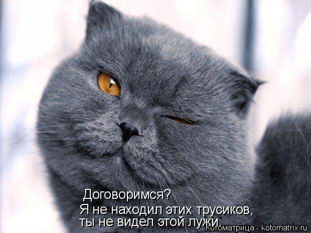 Договоримся? ты не видел этой лужи. Я не находил этих трусиков,... Котоматрица: Договоримся? ты не видел этой лужи. Я не находил этих трусиков,