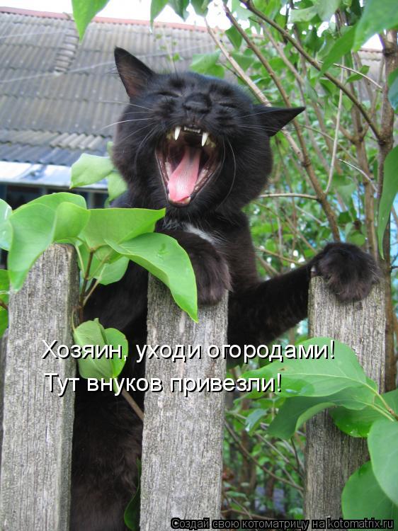 Хозяин, уходи огородами! Тут внуков привезли!... Котоматрица: Хозяин, уходи огородами! Тут внуков привезли!