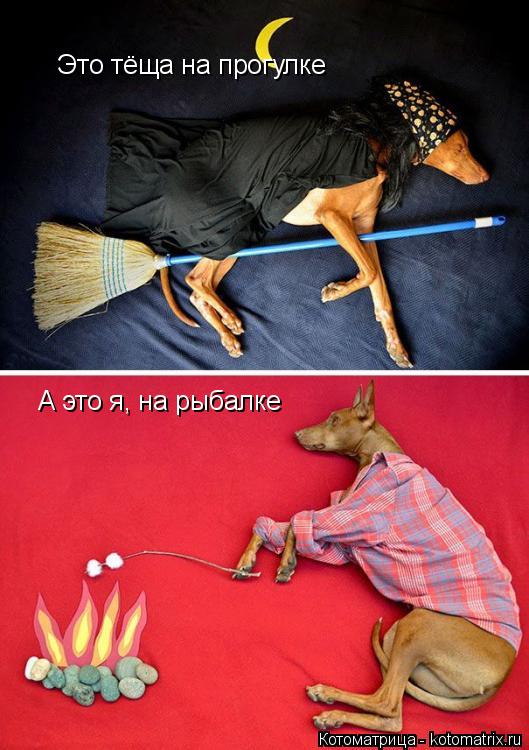 Котоматрица: Это тёща на прогулке А это я, на рыбалке