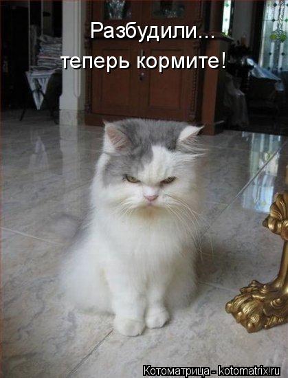 Разбудили... теперь кормите!... Котоматрица: Разбудили... теперь кормите!
