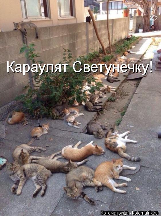 Караулят Светунечку!... Котоматрица: Караулят Светунечку!