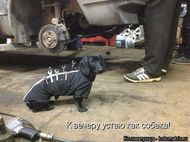 К вечеру устаю как собака!... Котоматрица: К вечеру устаю как собака!