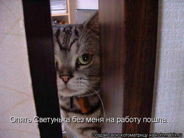 Опять Светунька без меня на работу пошла..... Котоматрица: Опять Светунька без меня на работу пошла..