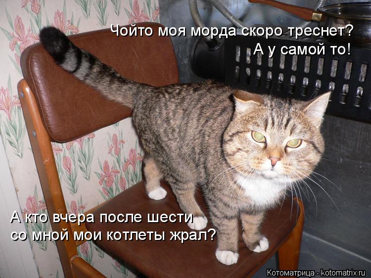 Чойто моя морда скоро треснет? А у самой то! А кто вчера после шести со мной мои котлеты жрал?... Котоматрица: Чойто моя морда скоро треснет? А у самой то! А кто вчера после шести со мной мои котлеты жрал?