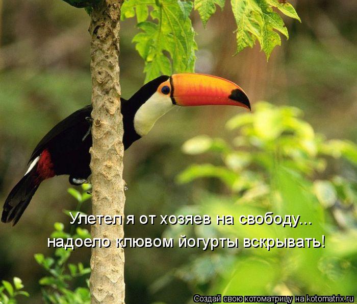 Улетел я от хозяев на свободу... надоело клювом йогурты вскрывать!... Котоматрица: Улетел я от хозяев на свободу... надоело клювом йогурты вскрывать!