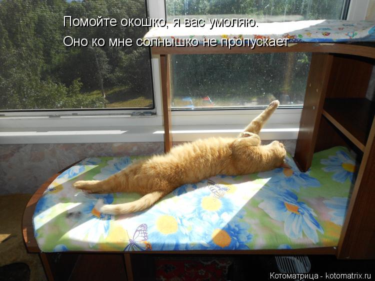 Помойте окошко, я вас умоляю. Оно ко мне солнышко не пропускает... Котоматрица: Помойте окошко, я вас умоляю. Оно ко мне солнышко не пропускает