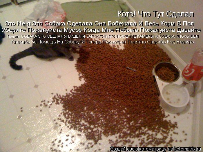 Котэ! Что Тут Сделал Это Не я Это Собака Сделала Она Бобежала И Весь Корм В Пол Уберите Пожалуйста Му... Котоматрица: Котэ! Что Тут Сделал Это Не я Это Собака Сделала Она Бобежала И Весь Корм В Пол Уберите Пожалуйста Мусор Когда Мне Небыло Пожалуйста Давайте