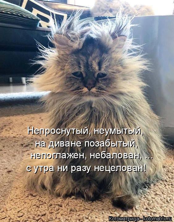 Котоматрица: Непроснутый, неумытый, на диване позабытый, непоглажен, небалован, ... с утра ни разу нецелован!