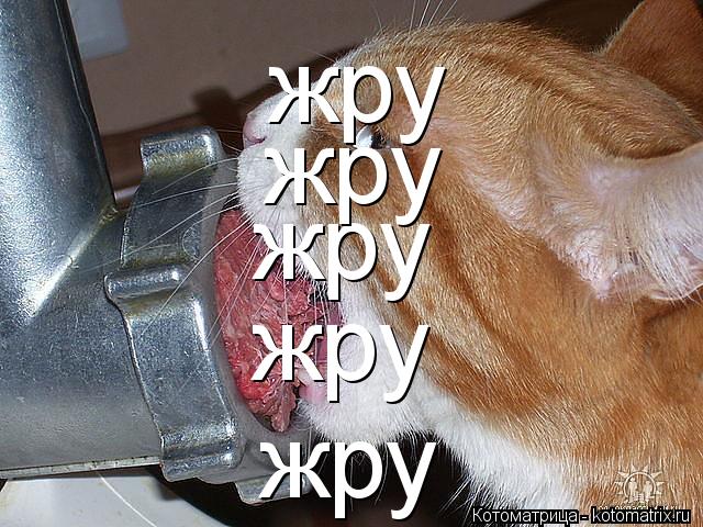 Котоматрица: жру жру жру жру жру